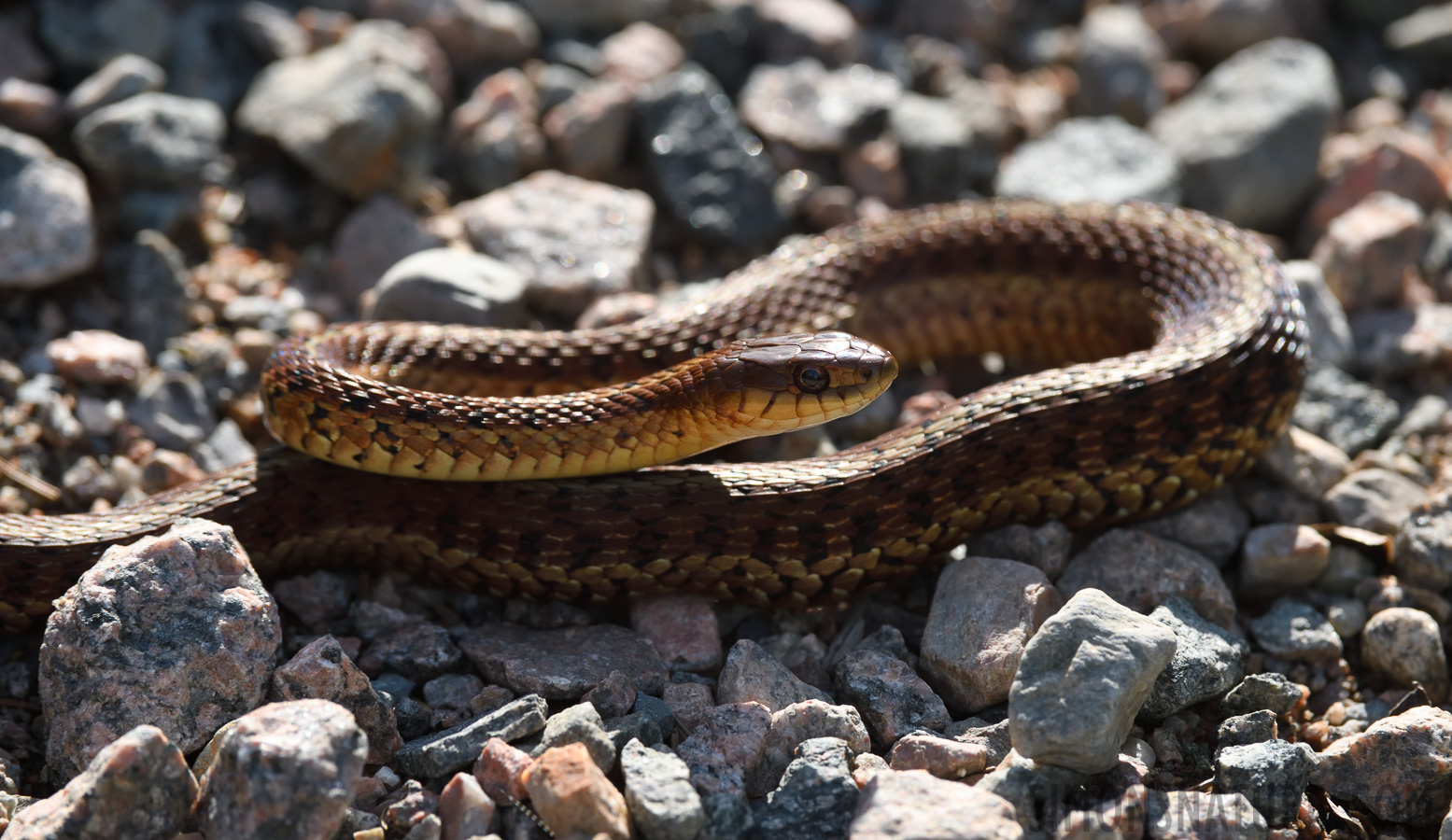 Thamnophis sirtalis pallidula [380 mm, 1/1250 Sek. bei f / 9.0, ISO 1000]